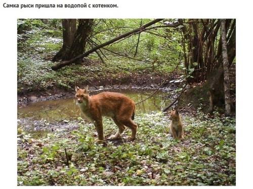 Какие звери попались в фотоловушку возле чернобыля спустя 30 лет после аварии. 02