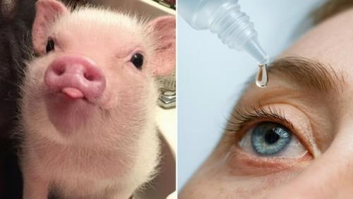 Свиную сперму превратили в лекарство.

