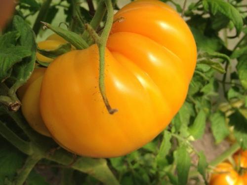 На Марсе и луне вырастят помидоры. 02 На Марсе и луне вырастят помидоры. 02