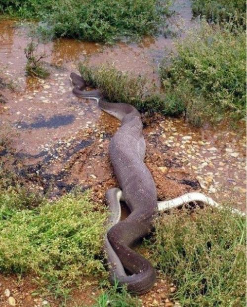 Смертельная схватка хищников: питон против крокодила (Re. 08