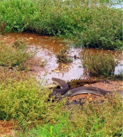 Смертельная схватка хищников: питон против крокодила (Re. 01