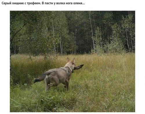 Какие звери попались в фотоловушку возле чернобыля спустя 30 лет после аварии. 06