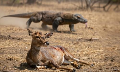 Долгое время считалось, что жертвы погибают от сепсиса из-за инфекции, занесенной при укусе. 02