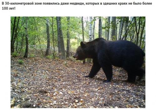 Какие звери попались в фотоловушку возле чернобыля спустя 30 лет после аварии. 03