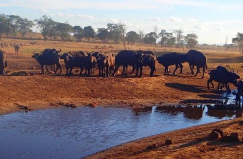 В Кении мужчина по имени Патрик не смог смотреть на то как животные страдают от засухи. 01
