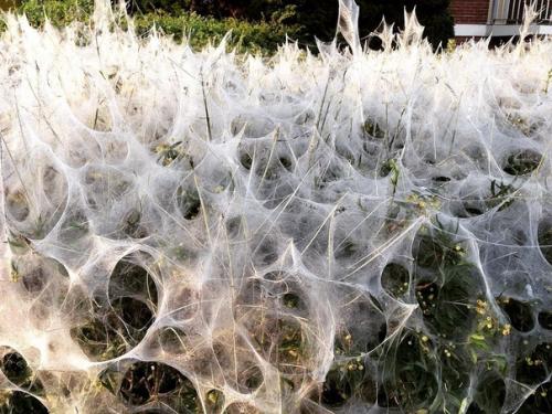 Это было нашествие пауков в Австралии. 01