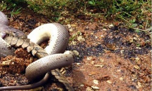 Смертельная схватка хищников: питон против крокодила (Re. 06