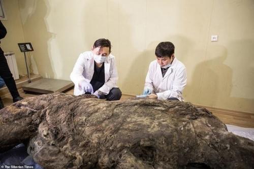В Якутии разморозили тушу древнего шерстистого носорога, который умер в Сибири от 25 000 до 40 000 лет назад. 03