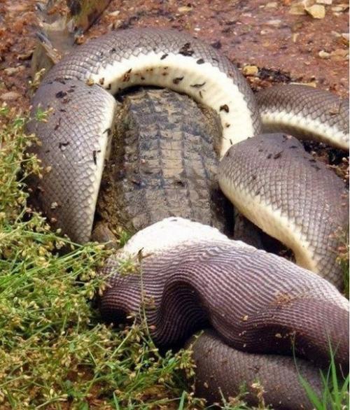 Смертельная схватка хищников: питон против крокодила (Re. 02