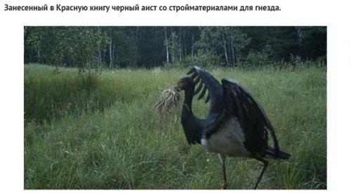 Какие звери попались в фотоловушку возле чернобыля спустя 30 лет после аварии. 01