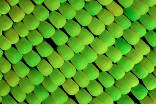 Крылья бабочек под микроскопом. 03