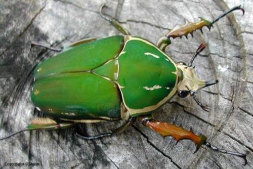 Ученые из Сингапура создали жука - киборга.

