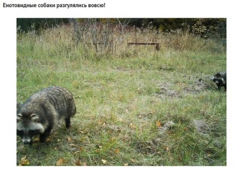 Какие звери попались в фотоловушку возле чернобыля спустя 30 лет после аварии. 04