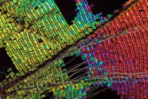Крылья бабочек под микроскопом. 02