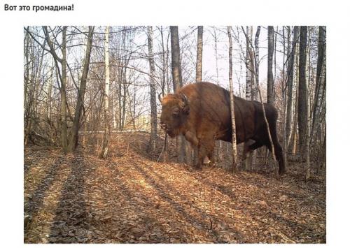 Какие звери попались в фотоловушку возле чернобыля спустя 30 лет после аварии. 07