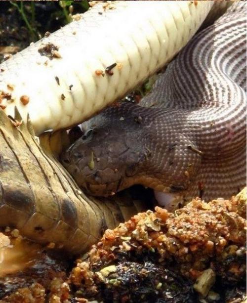 Смертельная схватка хищников: питон против крокодила (Re. 04