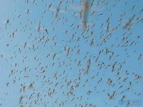 Комар - самое смертоносное насекомое в мире. 01