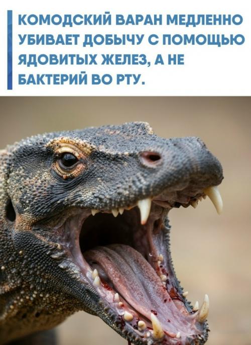 Долгое время считалось, что жертвы погибают от сепсиса из-за инфекции, занесенной при укусе.  