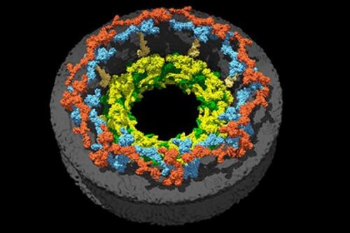 Биологи тайну ядерного кольца разгадали. Биологи тайну ядерного кольца разгадали.