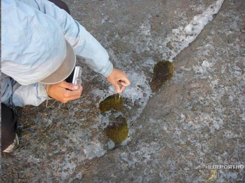 Нечто арктическими шариками из мха управляет разумное? 02 Нечто арктическими шариками из мха управляет разумное? 02