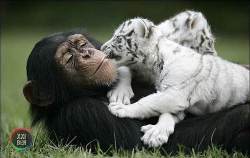 Шимпанзе растит тигрят. 05