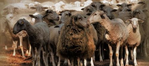 Многие из подписчиков неверно понимают, что такое инстинкт.