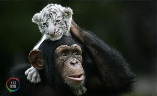 Шимпанзе растит тигрят. 01