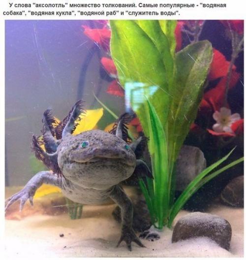 10 фактов об аксолотлях, которых вы не знали. 04