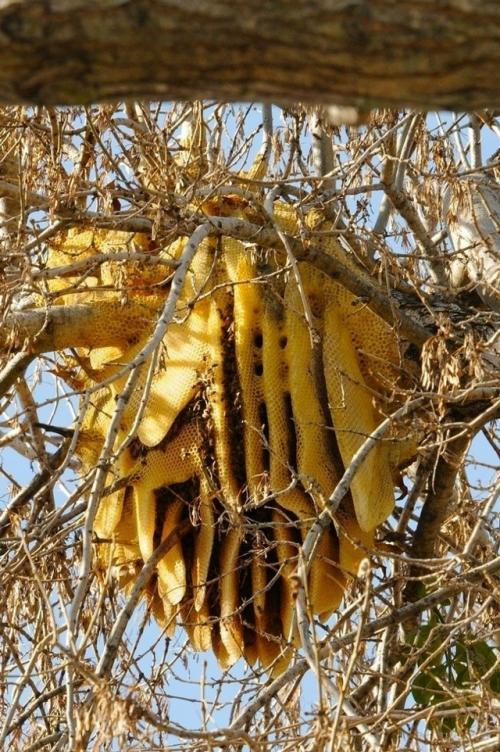 В Кении и ЮАР пчёлы Apis Mellifera Scutellata спокойно строят соты прямо на ветках - без дупла и крыши. 02