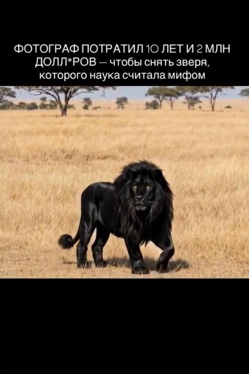 Последний раз чёрного Льва видели в южной Африке в 1908 году. 
