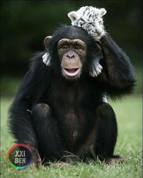 Шимпанзе растит тигрят. 06