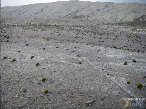 Нечто арктическими шариками из мха управляет разумное? 04 Нечто арктическими шариками из мха управляет разумное? 04