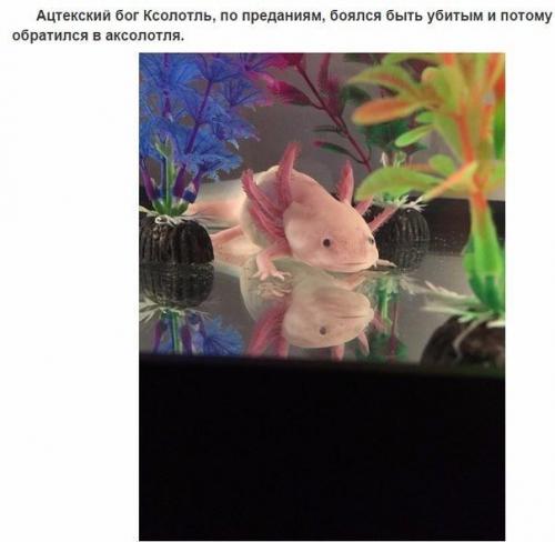 10 фактов об аксолотлях, которых вы не знали. 07