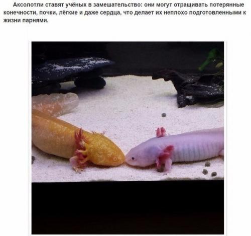 10 фактов об аксолотлях, которых вы не знали. 03