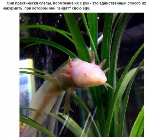10 фактов об аксолотлях, которых вы не знали. 05