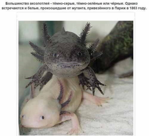 10 фактов об аксолотлях, которых вы не знали. 02