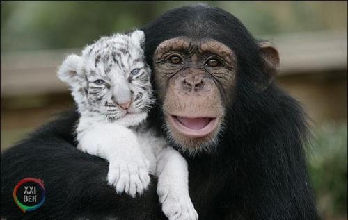 Шимпанзе растит тигрят. 07