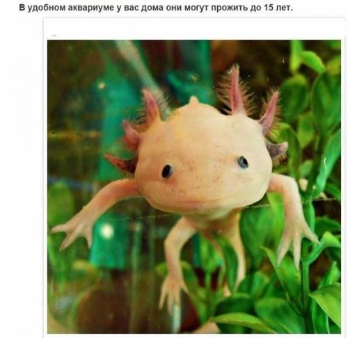 10 фактов об аксолотлях, которых вы не знали.