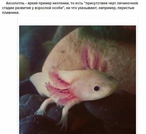 10 фактов об аксолотлях, которых вы не знали. 08