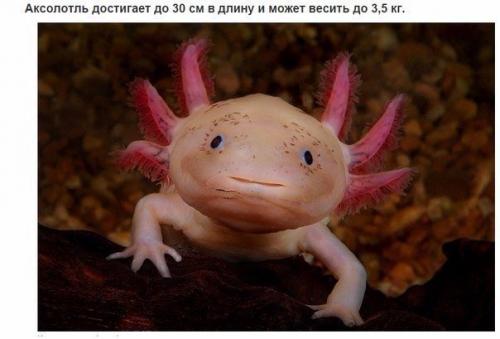 10 фактов об аксолотлях, которых вы не знали. 09