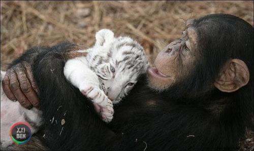 Шимпанзе растит тигрят. 02