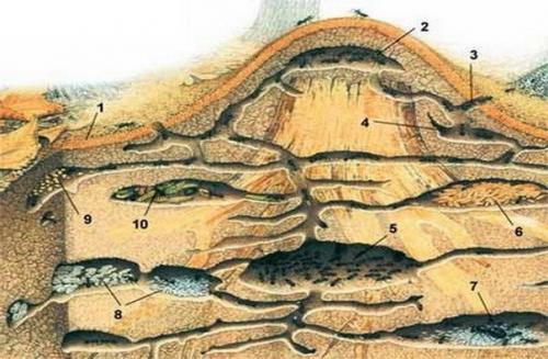 Как устроен муравейник. Как устроен муравейник.