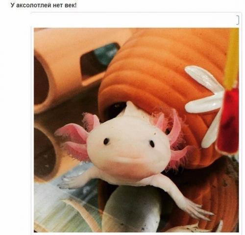 10 фактов об аксолотлях, которых вы не знали. 01