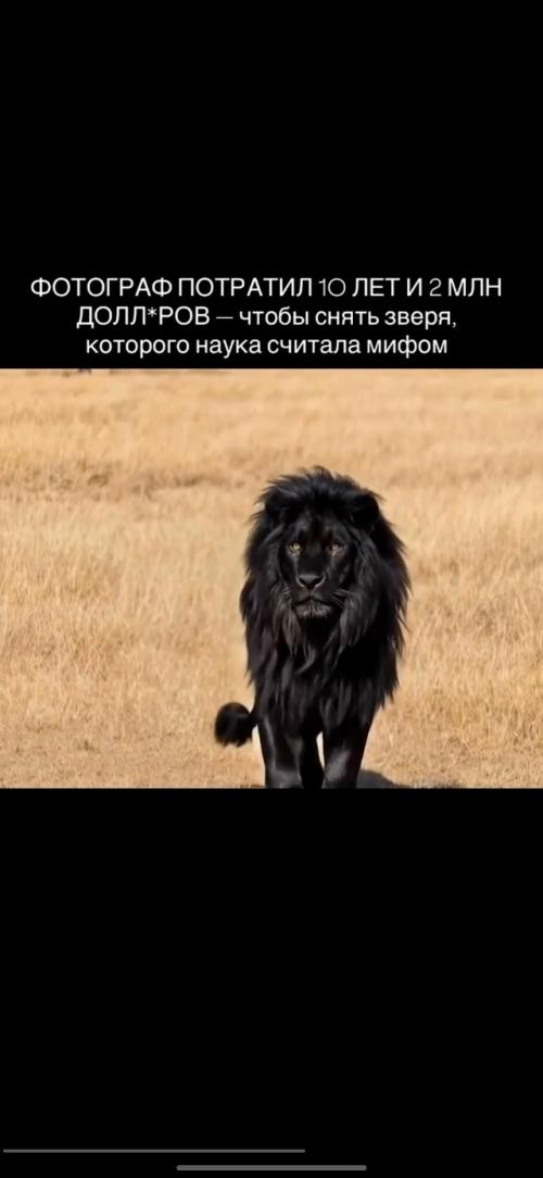 Последний раз чёрного Льва видели в южной Африке в 1908 году. 02 Последний раз чёрного Льва видели в южной Африке в 1908 году. 02