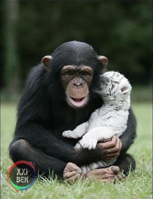 Шимпанзе растит тигрят. 04