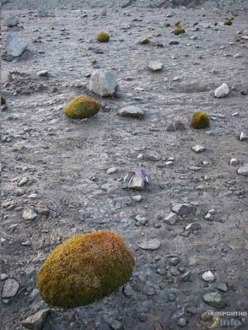 Нечто арктическими шариками из мха управляет разумное? 01 Нечто арктическими шариками из мха управляет разумное? 01