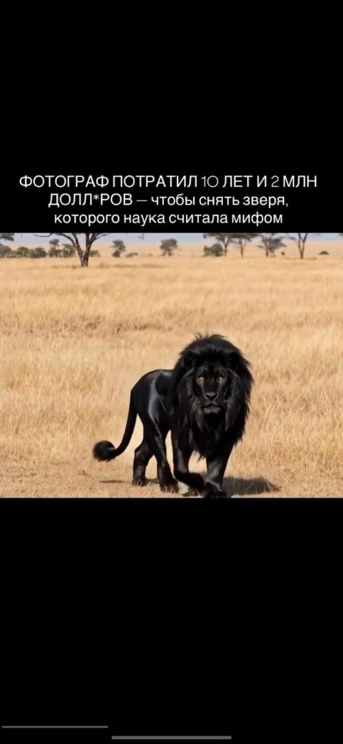 Последний раз чёрного Льва видели в южной Африке в 1908 году. 01 Последний раз чёрного Льва видели в южной Африке в 1908 году. 01