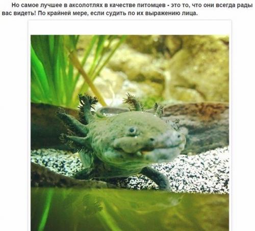 10 фактов об аксолотлях, которых вы не знали. 06