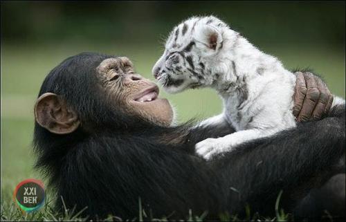 Шимпанзе растит тигрят. 03