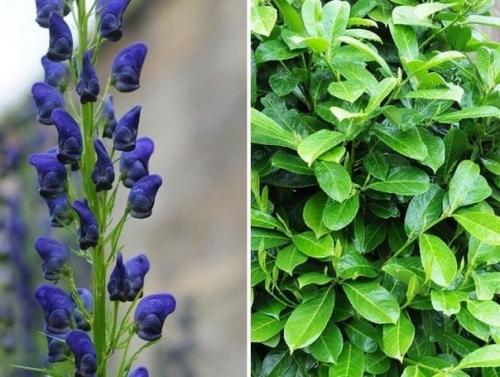 Cад ядовитых paстений в Англии. 02